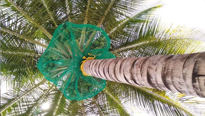 Coconut Tree Safety Nets in hyderabad